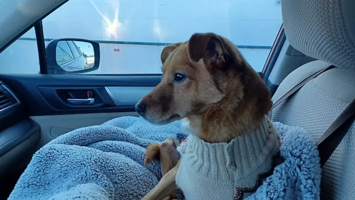 Champlain Valley Veterinary Services Picture 8