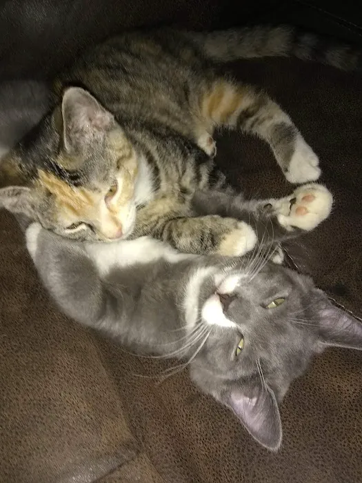 Red Fern Spay & Neuter Picture 2