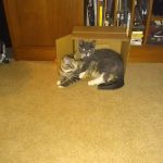 Red Fern Spay & Neuter