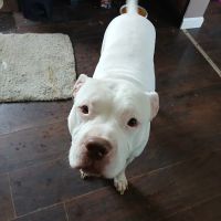 VCA High Peaks Animal Hospital ico