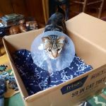 High Peaks Animal Hospital: Buskey Emily DVM