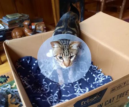 High Peaks Animal Hospital: Buskey Emily DVM