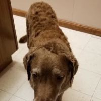 Adirondack Park Pet Hospital ico