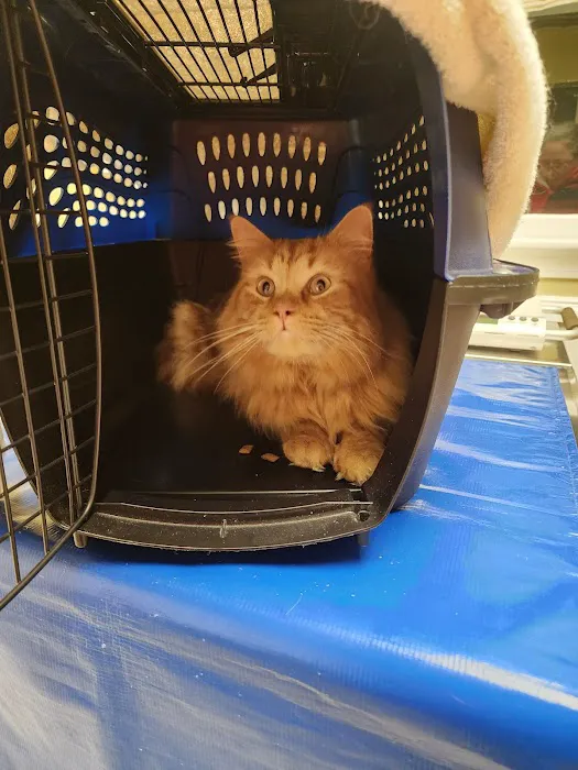 Broadview Animal Hospital of Milton Picture 6