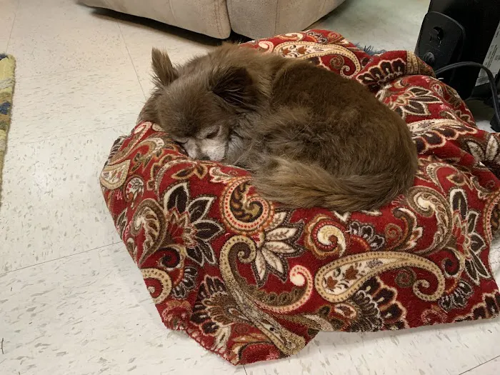 Broadview Animal Hospital of Milton Picture 10