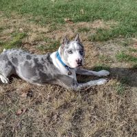 Broadview Animal Hospital of Rochester ico