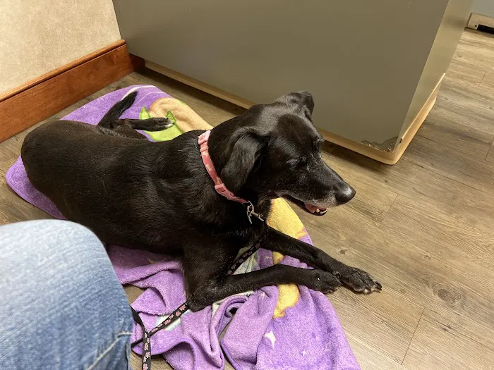 Broadview Animal Hospital of Rochester Picture 3