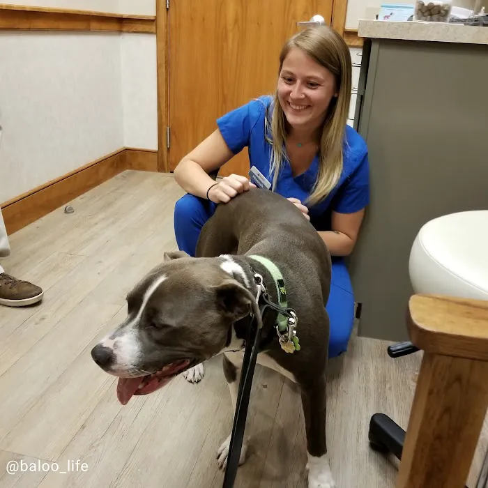 Broadview Animal Hospital: Gajewski Cathy F DVM Picture 1