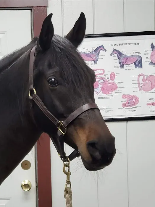 Myhre Equine Clinic Picture 7