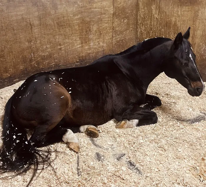 Myhre Equine Clinic Picture 10
