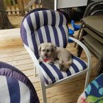 Great Brook Animal Care