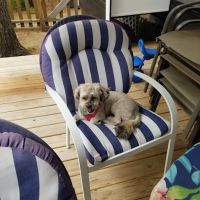 Great Brook Animal Care ico
