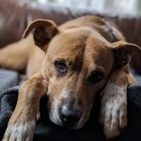 Oyster River Veterinary Hospital ico
