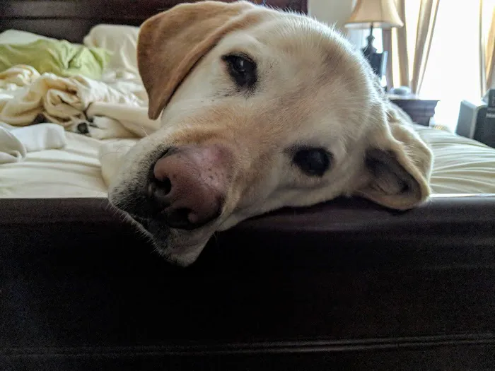 Arbor Veterinary Services, A Thrive Pet Healthcare Partner Picture 1