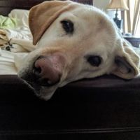 Arbor Veterinary Services, A Thrive Pet Healthcare Partner ico