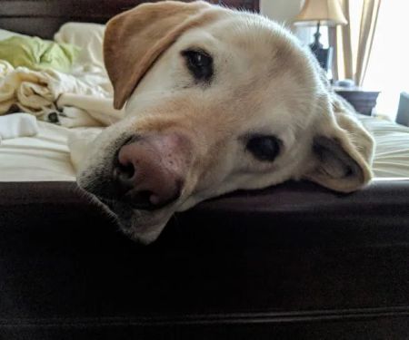 Arbor Veterinary Services, A Thrive Pet Healthcare Partner