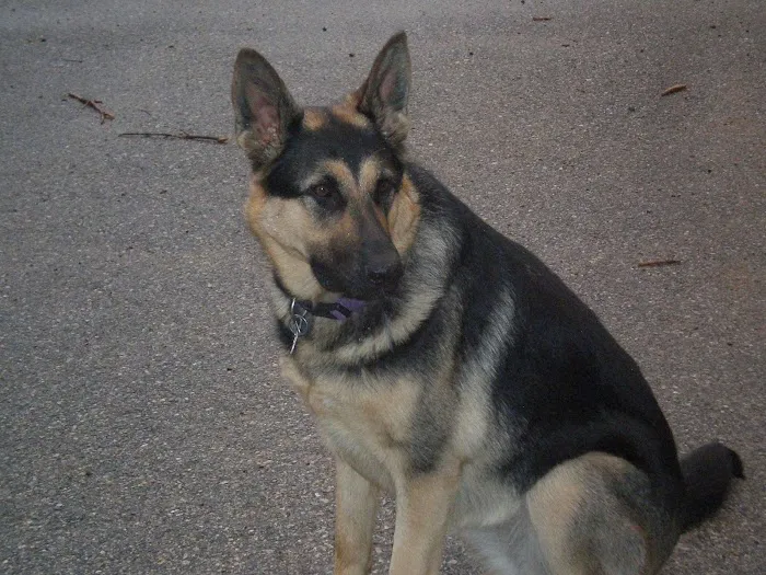 Arbor Veterinary Services, A Thrive Pet Healthcare Partner Picture 9