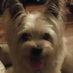 Rochester Veterinary Clinic