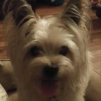 Rochester Veterinary Clinic ico