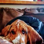 Candray Pet Care Center