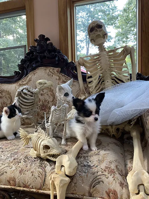 Candray Pet Care Center Picture 5