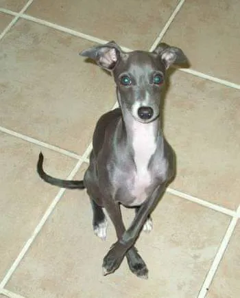 Candray Pet Care Center Picture 9