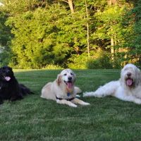 Raymond Animal Hospital ico