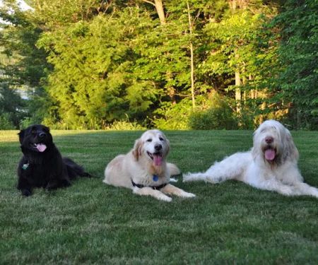 Raymond Animal Hospital