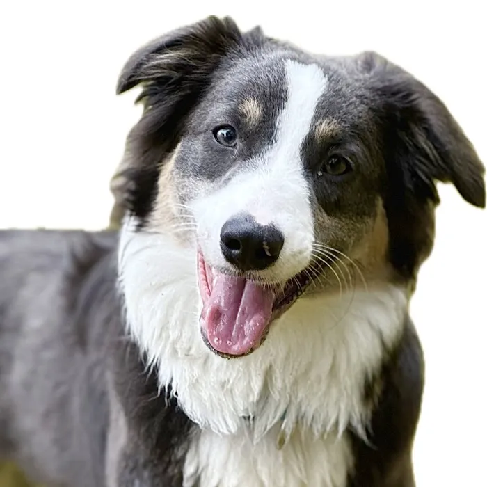 Raymond Animal Hospital Picture 2