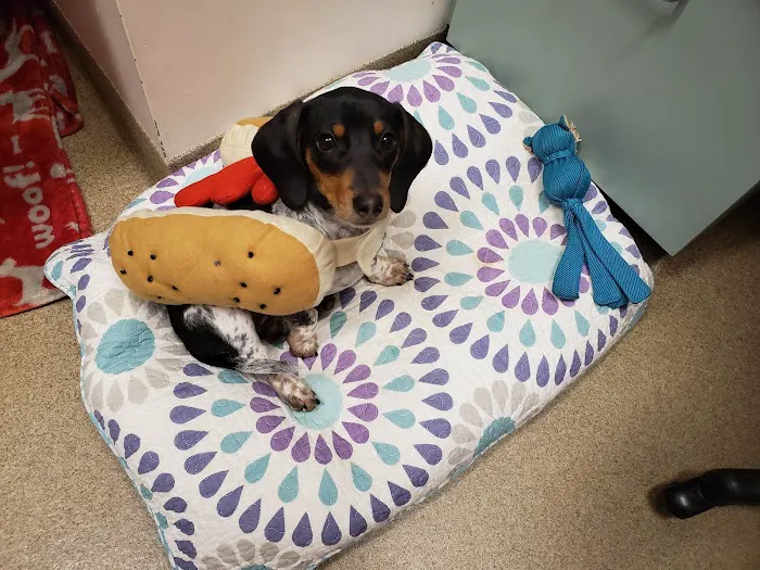 Fryeburg Veterinary Hospital Picture 10