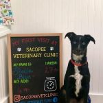 Sacopee Veterinary Clinic