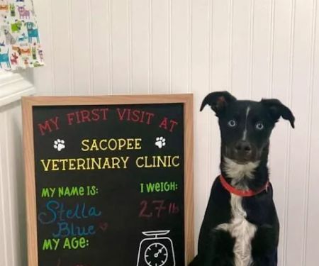 Sacopee Veterinary Clinic