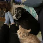 Limerick Mills Animal Hospital Private Vet Care