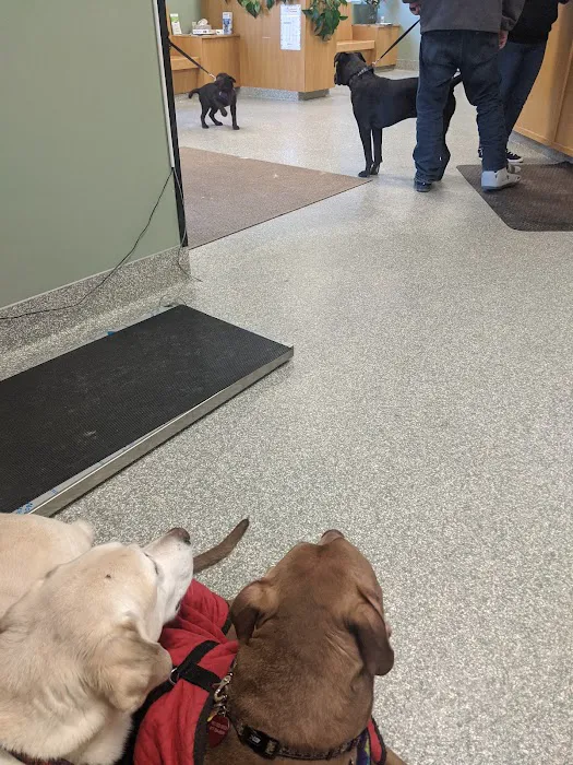 Limerick Mills Animal Hospital Private Vet Care Picture 2