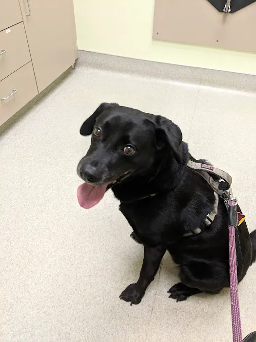 Limerick Mills Animal Hospital Private Vet Care Picture 7