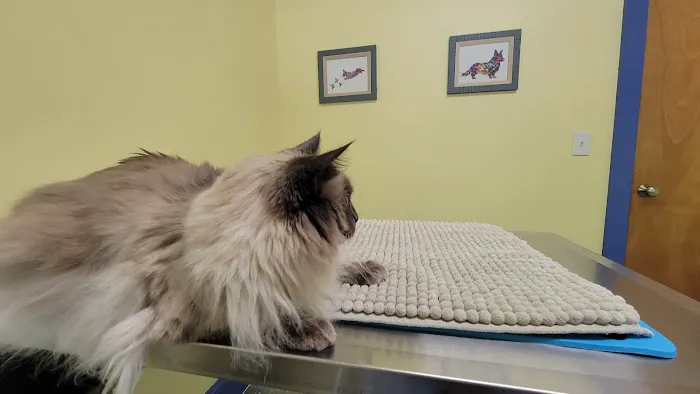 Ross Corner Animal Wellness Center Picture 1