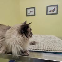 Ross Corner Animal Wellness Center ico