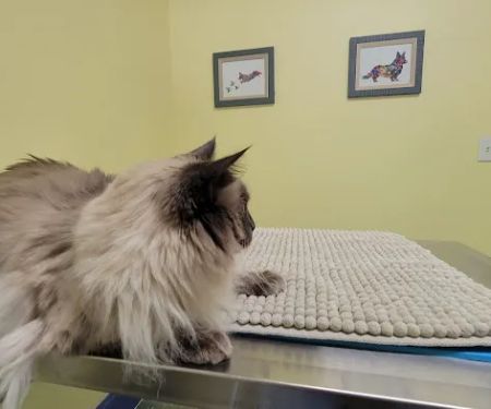Ross Corner Animal Wellness Center