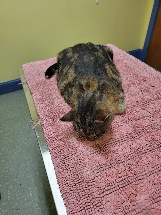 Ross Corner Animal Wellness Center Picture 3
