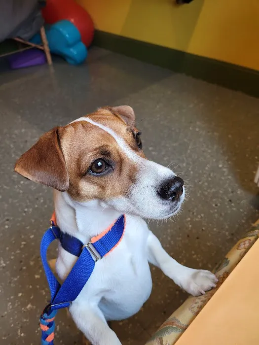 Ross Corner Animal Wellness Center Picture 6