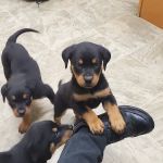 Bridgton Veterinary Hospital and Dental Care Center