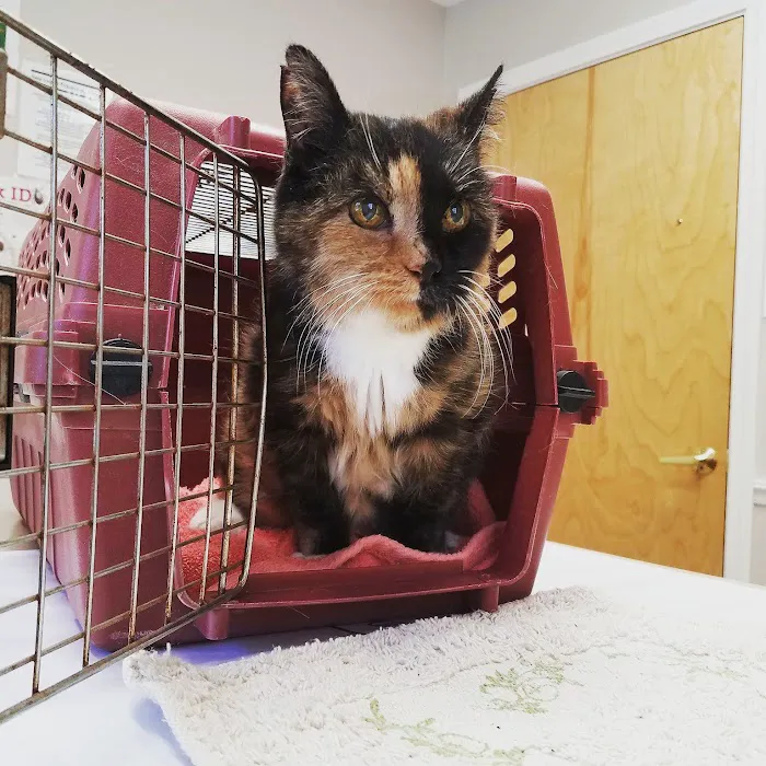 Bridgton Veterinary Hospital and Dental Care Center Picture 10