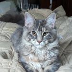 Londonderry Animal Clinic