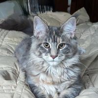 Londonderry Animal Clinic ico