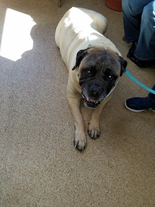 Londonderry Animal Clinic Picture 6