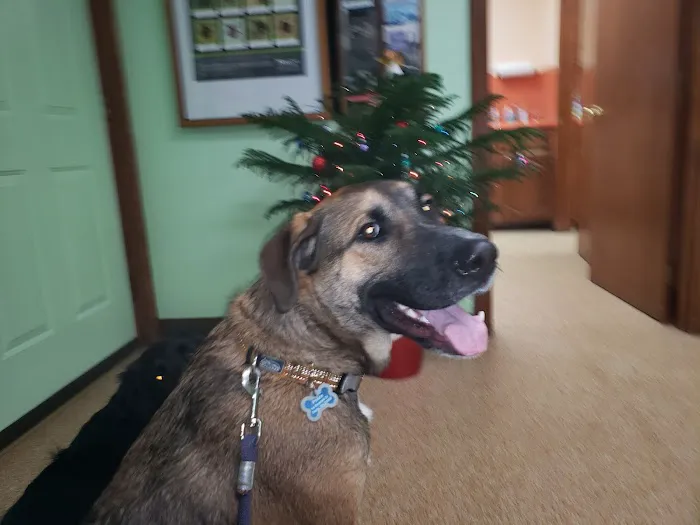 Londonderry Animal Clinic Picture 8