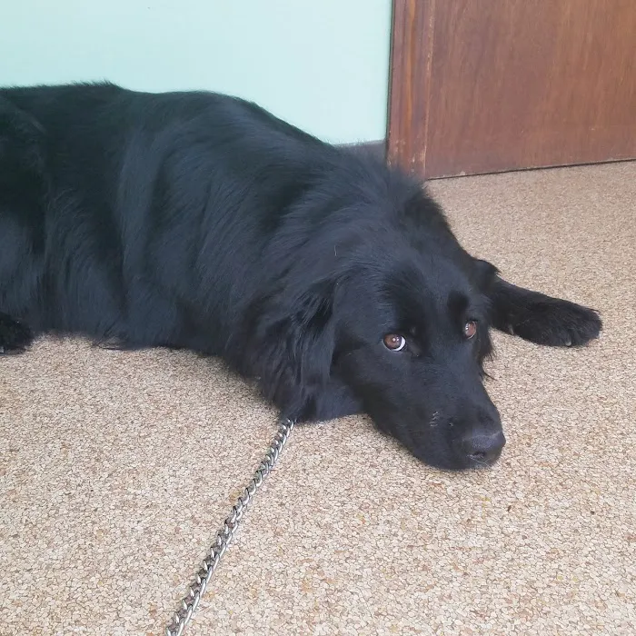 Londonderry Animal Clinic Picture 7
