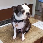 Smiley Veterinary Clinic