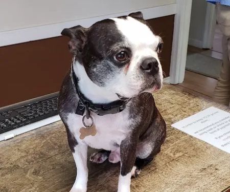 Smiley Veterinary Clinic