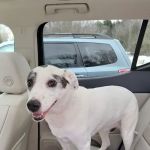 ARK Animal Homecare, PLLC